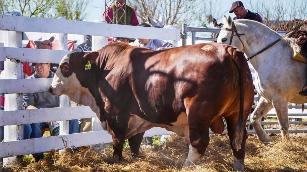 La Unión Ganadera de Humberto 1° redobla su apuesta por la carne con un nuevo remate de reproductores
