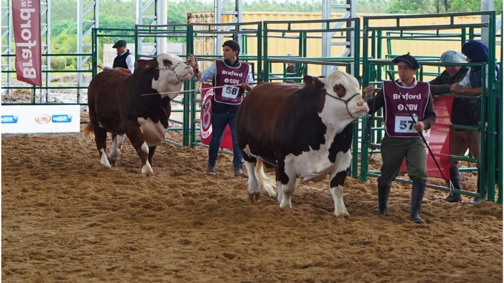 Chaco y Corrientes se destacaron con los grandes campeones de la Nacional Primavera Braford