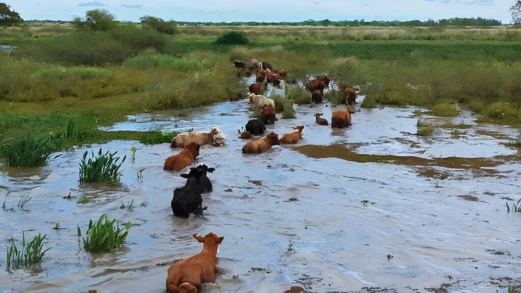Crecida del Paraná: se acelera la evacuación de hacienda en las islas santafesinas